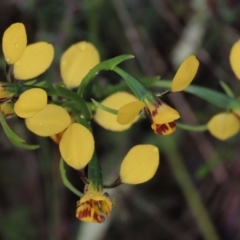 Diuris nigromontana at Sutton, NSW - 22 Oct 2022