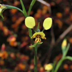 Diuris nigromontana at Sutton, NSW - 22 Oct 2022