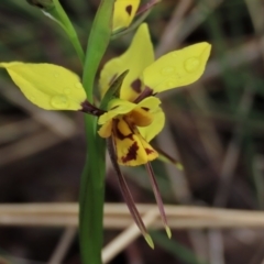 Diuris sulphurea (Tiger Orchid) at Sutton, NSW - 22 Oct 2022 by AndyRoo