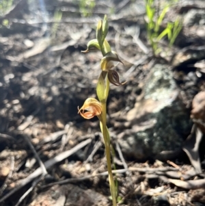 Oligochaetochilus hamatus at Coree, ACT - suppressed