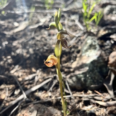 Oligochaetochilus hamatus (Southern Hooked Rustyhood) at Coree, ACT - 4 Nov 2022 by JasonC