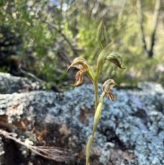 Oligochaetochilus hamatus (Southern Hooked Rustyhood) at Coree, ACT - 4 Nov 2022 by JasonC