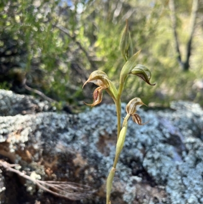 Oligochaetochilus hamatus (Southern Hooked Rustyhood) at Ginninderry Conservation Corridor - 4 Nov 2022 by JasonC