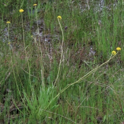 Craspedia variabilis (Common Billy Buttons) at Sutton, NSW - 22 Oct 2022 by AndyRoo