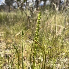 Microtis sp. (Onion Orchid) at Ginninderry Conservation Corridor - 4 Nov 2022 by JasonC