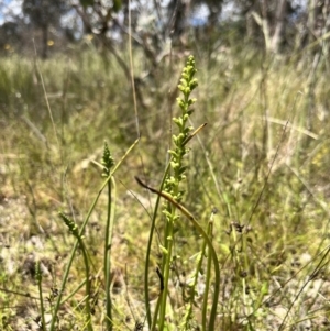 Microtis sp. at Holt, ACT - 4 Nov 2022