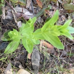 Centaurium sp. (Centaury) at Molonglo Valley, ACT - 4 Nov 2022 by Jenny54