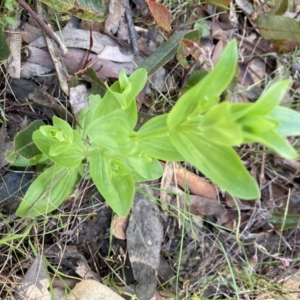 Centaurium sp. at Molonglo Valley, ACT - 4 Nov 2022