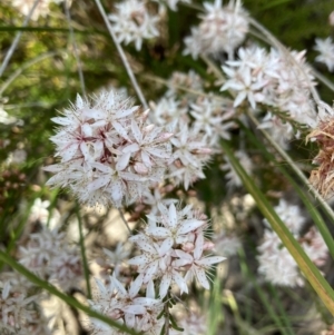 Calytrix tetragona at Aranda, ACT - 4 Nov 2022