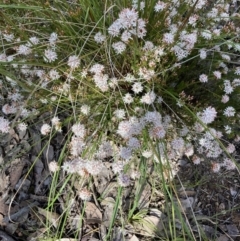 Calytrix tetragona at Aranda, ACT - 4 Nov 2022