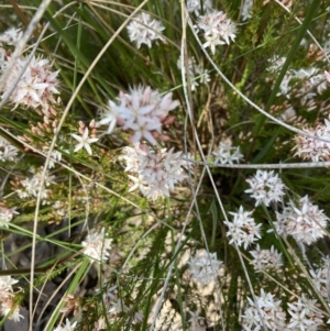 Calytrix tetragona at Aranda, ACT - 4 Nov 2022