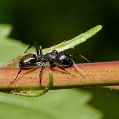 Camponotus aeneopilosus (A Golden-tailed sugar ant) at Downer, ACT - 3 Nov 2022 by RobertD