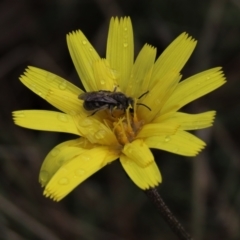 Lasioglossum (Chilalictus) lanarium (Halictid bee) at Sutton, NSW - 22 Oct 2022 by AndyRoo