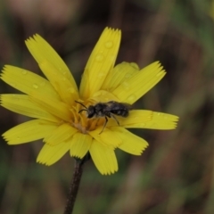 Lasioglossum (Chilalictus) lanarium at Sutton, NSW - 22 Oct 2022 04:15 PM