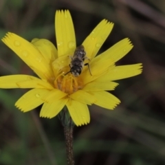 Lasioglossum (Chilalictus) lanarium at Sutton, NSW - 22 Oct 2022 04:15 PM