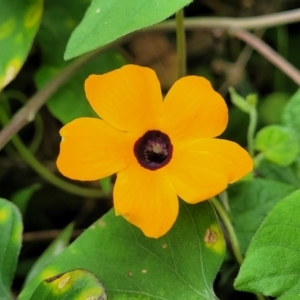 Thunbergia alata at Mooney Mooney, NSW - 4 Nov 2022