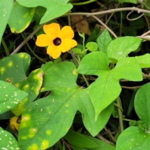 Thunbergia alata at Mooney Mooney, NSW - 4 Nov 2022 12:57 PM
