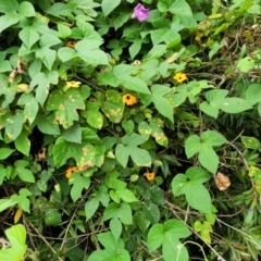 Thunbergia alata at Mooney Mooney, NSW - 4 Nov 2022 12:57 PM