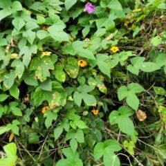 Thunbergia alata at Mooney Mooney, NSW - 4 Nov 2022