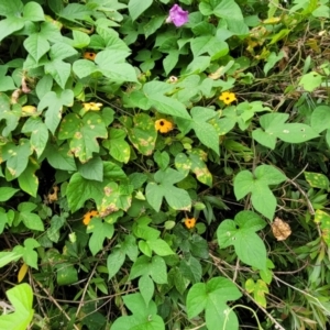 Thunbergia alata at Mooney Mooney, NSW - 4 Nov 2022