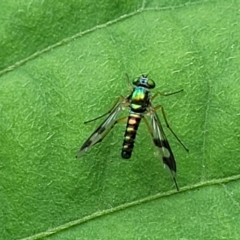 Austrosciapus sp. (genus) (Long-legged fly) at Mooney Mooney, NSW - 4 Nov 2022 by trevorpreston