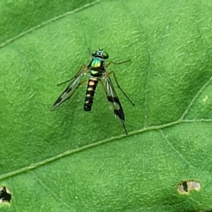 Austrosciapus sp. (genus) at Mooney Mooney, NSW - 4 Nov 2022