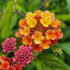 Lantana camara (Lantana) at Mooney Mooney, NSW - 4 Nov 2022 by trevorpreston