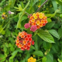 Lantana camara at Mooney Mooney, NSW - 4 Nov 2022