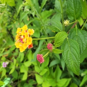 Lantana camara at Mooney Mooney, NSW - 4 Nov 2022