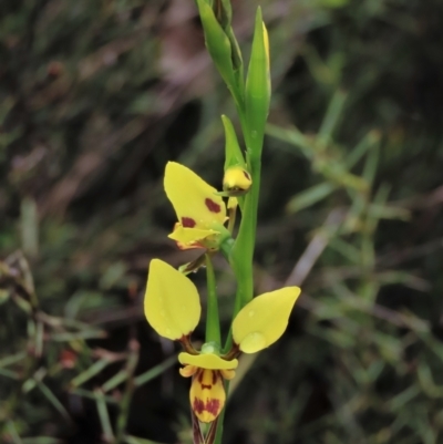 Diuris sulphurea (Tiger Orchid) at Sutton, NSW - 22 Oct 2022 by AndyRoo