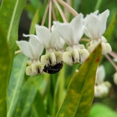 Gomphocarpus fruticosus at Mooney Mooney, NSW - 4 Nov 2022