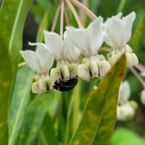 Gomphocarpus fruticosus at Mooney Mooney, NSW - 4 Nov 2022