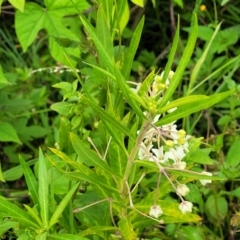 Gomphocarpus fruticosus at Mooney Mooney, NSW - 4 Nov 2022