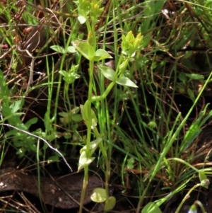 Sebaea ovata at Sutton, NSW - 22 Oct 2022