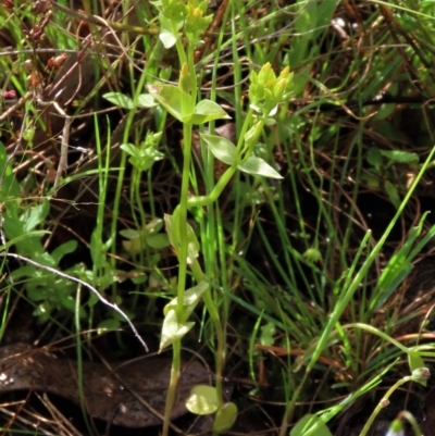 Sebaea ovata (Yellow Centaury) at Sutton, NSW - 22 Oct 2022 by AndyRoo