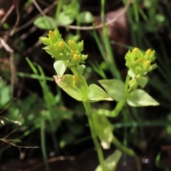 Sebaea ovata at Sutton, NSW - 22 Oct 2022