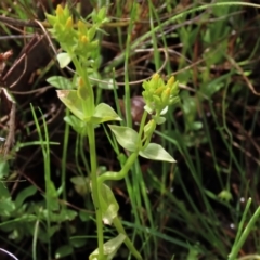 Sebaea ovata at Sutton, NSW - 22 Oct 2022