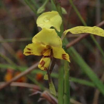 Diuris pardina (Leopard Doubletail) at Sutton, NSW - 22 Oct 2022 by AndyRoo