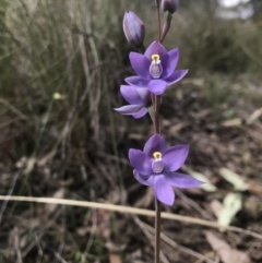 Thelymitra nuda (Scented Sun Orchid) at Wamboin, NSW - 4 Nov 2022 by Devesons