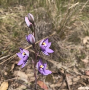 Thelymitra nuda at Wamboin, NSW - 4 Nov 2022