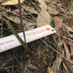 Thelymitra nuda at Wamboin, NSW - 4 Nov 2022