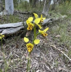 Diuris sulphurea (Tiger Orchid) at Bruce Ridge to Gossan Hill - 4 Nov 2022 by JVR
