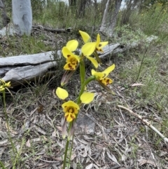 Diuris sulphurea (Tiger Orchid) at Gossan Hill - 4 Nov 2022 by JVR