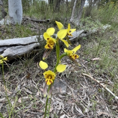 Diuris sulphurea (Tiger Orchid) at Bruce, ACT - 4 Nov 2022 by JVR