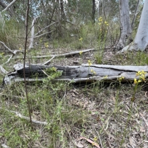 Diuris sulphurea at Bruce, ACT - suppressed