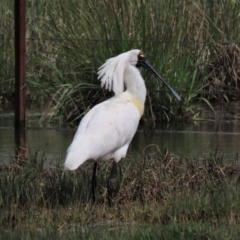 Platalea regia (Royal Spoonbill) at Budjan Galindji (Franklin Grassland) Reserve - 25 Oct 2022 by AndyRoo