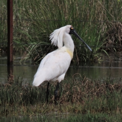 Platalea regia (Royal Spoonbill) at Budjan Galindji (Franklin Grassland) Reserve - 25 Oct 2022 by AndyRoo