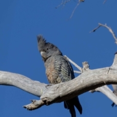 Callocephalon fimbriatum (Gang-gang Cockatoo) at Hackett, ACT - 30 Oct 2022 by MarkT