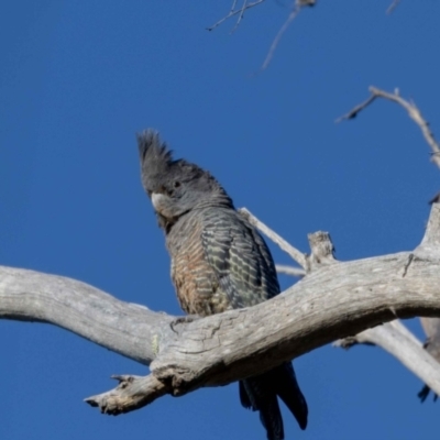 Callocephalon fimbriatum (Gang-gang Cockatoo) at Hackett, ACT - 29 Oct 2022 by MarkT