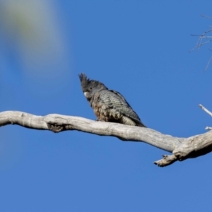 Callocephalon fimbriatum at Hackett, ACT - suppressed